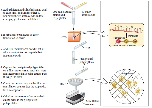 Although 61 codons specify the 20 amino acids, most species display a codon bias. This means that certain codons are used much more frequently than other codons. For example, UUA, UUG, CUU, CUC, CUA, and CUG all specify leucine. In yeast, however, the UUG codon is used to specify leucine approximately 80% of the time a. The experiment of Figure 13.7 shows the use of an in vitro or cell-free translation system. In this experiment, the RNA, which was used for translation, was chemically synthesized. Instead of using a chemically synthesized RNA, researchers can isolate mRNA from living cells and then add the mRNA to the cell-free translation system. If a researcher isolated mRNA from kangaroo cells and then added it to a cell-free translation system that came from yeast cells, how might the phenomenon of codon bias affect the production of proteins  B. Discuss potential advantages and disadvantages of codon bias for translation.FIGURE 13.7 Elucidation of the genetic code.  Starting material: A cell-free translation system that can synthesize polypeptides if mRNA and amino acids are added. The translation system contained ribosomes, tRNAs, and other factors required for translation. These other factors included enzymes that attach amino acids to tRNA molecules.      