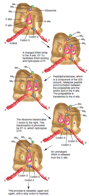 According to Figure 13.17, explain why the ribosome translocates along the mRNA in a 5 to 3 direction rather than a 3 to 5 direction.FIGURE 13.17 The elongation stage of translation in bacteria. This process begins with the binding of an incoming charged tRNA. The hydrolysis of GTP by EF-Tu provides the energy for the binding of the tRNA to the A site. A peptide bond is then formed between the amino acid at the A site and the last amino acid in the growing polypeptide. This moves the polypeptide to the A site. The ribosome then translocates in the 3. direction so the two tRNAs are moved to the E and P sites. The tRNA carrying the polypeptide is now back in the P site. This translocation requires the hydrolysis of GTP via EF-G. The uncharged tRNA in the E site is released from the ribosome. Now the process is ready to begin again. Each cycle of elongation causes the polypeptide to grow by one amino acid.