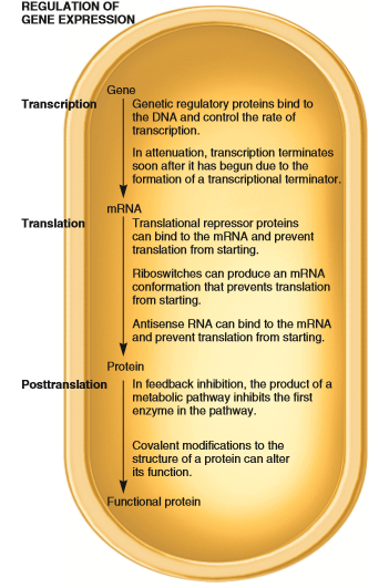 Discuss the advantages and disadvantages of genetic regulation at the different levels described in Figure 14.1.FIGURE 14.1 Common points where regulation of gene expression occurs in bacteria.
