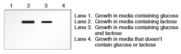 Chapter 20 describes a blotting method known as Northern blotting, which can be used to detect RNA transcribed from a particular gene or a particular operon. In this method, a specific RNA is detected by using a short segment of cloned DNA as a probe. The DNA probe is complementary to the RNA that the researcher wishes to detect. After the probe DNA binds to the RNA within a blot of a gel, the RNA is visualized as a dark band. For example, a DNA probe complementary to the mRNA of the lac operon could be used to specifically detect the lac operon mRNA on a gel blot. As shown here, the method of Northern blotting can be used to determine the amount of a particular RNA transcribed under different types of growth conditions. In this Northern blot, bacteria containing a normal lac operon were grown under different types of conditions, and then the mRNA was isolated from the cells and subjected to Northern blotting, using a probe that is complementary to the mRNA of the lac operon.    a. Based on your understanding of the regulation of the lac operon, explain these results. Which is more effective at shutting down the lac operon, the binding of the lac repressor or the removal of CAP Explain your answer based on the results shown in the Northern blot.
