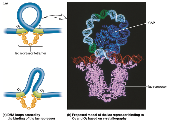 As you look at Figure 14.10, discuss possible molecular ways that the cAMP-CAP complex and lac repressor may influence RNA polymerase function. In other words, try to explain how the bending and looping in DNA may affect the ability of RNA polymerase to initiate transcription.FIGURE 14.10 The binding of the lac repressor to two operator sites. (a) The binding of the lac repressor protein to the O1 and O3 or to the O1 and O2 operator sites. Because the two sites are far apart, a loop must form in the DNA. (b) A molecular model for the binding of the lac repressor to O1 and O3. Each repressor dimer binds to one operator site, so the repressor tetramer brings the two operator sites together. This causes the formation of a DNA loop in the intervening region. Note that the DNA loop contains the 35 and 10 regions (shown in green), which are recognized by factor of RNA polymerase. This loop also contains the binding site for the cAMP-CAP complex, which is the blue protein within the loop.