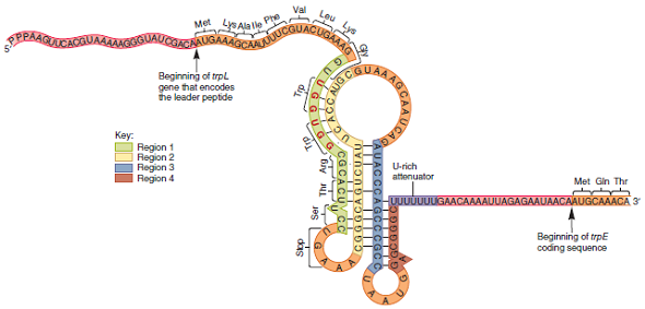 The 3-4 stem-loop and U-rich attenuator found in the trp operon (see Figure 14.12) is an example of -independent termination. The function of -independent terminators is described in Chapter 12. Would you expect attenuation to occur if the tryptophan levels were high and mutations changed the attenuator sequence from UUUUUUUU to UGGUUGUC Explain why or why not.FIGURE 14.12 Sequence of the trpL mRNA produced during attenuation. A second method of regulation of the trp operon is attenuation, which occurs when tryptophan levels are sufficient for protein synthesis. A short mRNA is made that includes the trpL coding sequence. As shown here, this mRNA has several regions that are complementary to each other. The possible hydrogen bonding between regions 1 and 2, 2 and 3, and 3 and 4 is also shown, but each region can hydrogen bond to only one other region at a given time. For example, if region 2 is hydrogen bonded to region 1, it cannot simultanteously hydrogen bond with region 3. The last U in the purple attenuator sequence is the last nucleotide that would be transcribed during attenuation. At very low tryptophan concentrations, however, transcription occurs beyond the end of trpL and proceeds through the trpE gene and the rest of the trp operon.