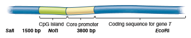Restriction enzymes, described in Chapter 20, are enzymes that recognize a particular DNA sequence and cleave the DNA (along the DNA backbone) at that site. The restriction enzyme known as Not I recognizes the sequence 5 -GCGGCCGC-3  3 -CGCCGGCG-5  However, if the cytosines in this sequence have been methylated, Not I will not cleave the DNA at this site. For this reason, Not I is commonly used to investigate the methylation state of CpG islands.A researcher has studied a gene, which we will call gene T , that is found in corn. This gene encodes a transporter involved in the uptake of phosphate from the soil. A CpG island is located near the core promoter of gene T. The CpG island has a single Notl site. The arrangement of gene T is shown here.    a. A Sal I restriction site is located upstream from the CpG island, and an Eco RI restriction site is located near the end of the coding sequence for gene T. The distance between the Sal I and Not I sites is 1500 bp, and the distance between the Not I and Eco RI sites is 3800 bp. No other sites for Sal I, Not I, or EcoRI are found in this region.Here is the question. Let's suppose a researcher has isolated DNA samples from four different tissues in a corn plant. These include the leaf, the tassel, a section of stem, and a section of root. The DNA was then digested with all three restriction enzymes, separated by gel electrophoresis, and then probed with a DNA fragment complementary to the gene T coding sequence. The results are shown here.    a. In which type of tissue is the CpG island methylated Does this make sense based on the function of the protein encoded by gene T