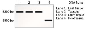 Restriction enzymes, described in Chapter 20, are enzymes that recognize a particular DNA sequence and cleave the DNA (along the DNA backbone) at that site. The restriction enzyme known as Not I recognizes the sequence 5 -GCGGCCGC-3  3 -CGCCGGCG-5  However, if the cytosines in this sequence have been methylated, Not I will not cleave the DNA at this site. For this reason, Not I is commonly used to investigate the methylation state of CpG islands.A researcher has studied a gene, which we will call gene T , that is found in corn. This gene encodes a transporter involved in the uptake of phosphate from the soil. A CpG island is located near the core promoter of gene T. The CpG island has a single Notl site. The arrangement of gene T is shown here.    a. A Sal I restriction site is located upstream from the CpG island, and an Eco RI restriction site is located near the end of the coding sequence for gene T. The distance between the Sal I and Not I sites is 1500 bp, and the distance between the Not I and Eco RI sites is 3800 bp. No other sites for Sal I, Not I, or EcoRI are found in this region.Here is the question. Let's suppose a researcher has isolated DNA samples from four different tissues in a corn plant. These include the leaf, the tassel, a section of stem, and a section of root. The DNA was then digested with all three restriction enzymes, separated by gel electrophoresis, and then probed with a DNA fragment complementary to the gene T coding sequence. The results are shown here.    a. In which type of tissue is the CpG island methylated Does this make sense based on the function of the protein encoded by gene T