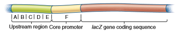 You will need to understand solved problem S4 before answering this question. A muscle-specific gene was cloned and then subjected to promoter bashing. As shown here, six regions, labeled A-F, were deleted, and then the DNA was transformed into muscle cells. a. The data shown here are from this experiment. a. Explain these results.Problem S4 A common approach to identify genetic sequences that play a role in the transcriptional regulation of a gene is the strategy sometimes called promoter bashing. This approach requires gene cloning methods, which are described in Chapter 20. A clone is obtained that has the coding region for a protein-encoding gene as well as the region that is upstream from the core promoter. This upstream region is likely to contain genetic regulatory elements such as enhancers and silencers. The diagram shown here depicts a cloned DNA region that contains the upstream region, the core promoter, and the coding sequence for a protein that is expressed in human liver cells. The upstream region may be several thousand base pairs in length. a. To determine if promoter bashing has an effect on transcription, it is helpful to have an easy way to measure the level of gene expression. One way to accomplish this is to swap the coding sequence of the gene of interest with the coding sequence of another gene. For, example, the coding sequence of the lacZ gene, which encodes -galactosidase, is frequently swapped because it is easy to measure the activity of -galactosidase using an assay for its enzymatic activity. The lacZ gene is called a reporter gene because its activity is easy to measure. As shown here, the coding sequence of the lacZ gene has been swapped with the coding sequence of the liver- specific gene. In this new genetic construct, the expression and transcriptional regulation of the lacZ gene are under the control of the core promoter and upstream region of the liver-specific gene. a. Now comes the bashing part of the experiment. Different segments of the upstream region are deleted, and then the DNA is transformed into living cells. In this case, the researcher would probably transform the DNA into liver cells, because those are the cells where the gene is normally expressed. The last step is to measure the -galactosidase activity in the transformed liver cells.In the diagram shown here, the upstream region and the core promoter have been divided into five regions, labeled A-E. a. One of these regions was deleted (i.e., bashed out), and the rest of the DNA segment was transformed into liver cells. The data shown here are from this experiment. a. Explain what these results mean.