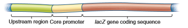 You will need to understand solved problem S4 before answering this question. A muscle-specific gene was cloned and then subjected to promoter bashing. As shown here, six regions, labeled A-F, were deleted, and then the DNA was transformed into muscle cells. a. The data shown here are from this experiment. a. Explain these results.Problem S4 A common approach to identify genetic sequences that play a role in the transcriptional regulation of a gene is the strategy sometimes called promoter bashing. This approach requires gene cloning methods, which are described in Chapter 20. A clone is obtained that has the coding region for a protein-encoding gene as well as the region that is upstream from the core promoter. This upstream region is likely to contain genetic regulatory elements such as enhancers and silencers. The diagram shown here depicts a cloned DNA region that contains the upstream region, the core promoter, and the coding sequence for a protein that is expressed in human liver cells. The upstream region may be several thousand base pairs in length. a. To determine if promoter bashing has an effect on transcription, it is helpful to have an easy way to measure the level of gene expression. One way to accomplish this is to swap the coding sequence of the gene of interest with the coding sequence of another gene. For, example, the coding sequence of the lacZ gene, which encodes -galactosidase, is frequently swapped because it is easy to measure the activity of -galactosidase using an assay for its enzymatic activity. The lacZ gene is called a reporter gene because its activity is easy to measure. As shown here, the coding sequence of the lacZ gene has been swapped with the coding sequence of the liver- specific gene. In this new genetic construct, the expression and transcriptional regulation of the lacZ gene are under the control of the core promoter and upstream region of the liver-specific gene. a. Now comes the bashing part of the experiment. Different segments of the upstream region are deleted, and then the DNA is transformed into living cells. In this case, the researcher would probably transform the DNA into liver cells, because those are the cells where the gene is normally expressed. The last step is to measure the -galactosidase activity in the transformed liver cells.In the diagram shown here, the upstream region and the core promoter have been divided into five regions, labeled A-E. a. One of these regions was deleted (i.e., bashed out), and the rest of the DNA segment was transformed into liver cells. The data shown here are from this experiment. a. Explain what these results mean.