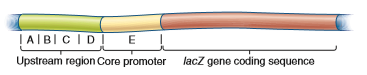 You will need to understand solved problem S4 before answering this question. A muscle-specific gene was cloned and then subjected to promoter bashing. As shown here, six regions, labeled A-F, were deleted, and then the DNA was transformed into muscle cells. a. The data shown here are from this experiment. a. Explain these results.Problem S4 A common approach to identify genetic sequences that play a role in the transcriptional regulation of a gene is the strategy sometimes called promoter bashing. This approach requires gene cloning methods, which are described in Chapter 20. A clone is obtained that has the coding region for a protein-encoding gene as well as the region that is upstream from the core promoter. This upstream region is likely to contain genetic regulatory elements such as enhancers and silencers. The diagram shown here depicts a cloned DNA region that contains the upstream region, the core promoter, and the coding sequence for a protein that is expressed in human liver cells. The upstream region may be several thousand base pairs in length. a. To determine if promoter bashing has an effect on transcription, it is helpful to have an easy way to measure the level of gene expression. One way to accomplish this is to swap the coding sequence of the gene of interest with the coding sequence of another gene. For, example, the coding sequence of the lacZ gene, which encodes -galactosidase, is frequently swapped because it is easy to measure the activity of -galactosidase using an assay for its enzymatic activity. The lacZ gene is called a reporter gene because its activity is easy to measure. As shown here, the coding sequence of the lacZ gene has been swapped with the coding sequence of the liver- specific gene. In this new genetic construct, the expression and transcriptional regulation of the lacZ gene are under the control of the core promoter and upstream region of the liver-specific gene. a. Now comes the bashing part of the experiment. Different segments of the upstream region are deleted, and then the DNA is transformed into living cells. In this case, the researcher would probably transform the DNA into liver cells, because those are the cells where the gene is normally expressed. The last step is to measure the -galactosidase activity in the transformed liver cells.In the diagram shown here, the upstream region and the core promoter have been divided into five regions, labeled A-E. a. One of these regions was deleted (i.e., bashed out), and the rest of the DNA segment was transformed into liver cells. The data shown here are from this experiment. a. Explain what these results mean.