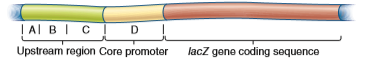 You will need to understand solved problem S4 before answering this question. A gene that is normally expressed in pancreatic cells was cloned and then subjected to promoter bashing. As shown here, four regions, labeled A-D, were individually deleted, and then the DNA was transformed into pancreatic cells or into kidney cells. a. The data shown in the following table are from this experiment (see upper right column). a. If we assume that the upstream region has one silencer and one enhancer, answer the following questions: a. Where are the silencer and enhancer located B. Why don't we detect the presence of the silencer in the pancreatic cells C. Why isn't this gene normally expressed in kidney cells Problem S4 A common approach to identify genetic sequences that play a role in the transcriptional regulation of a gene is the strategy sometimes called promoter bashing. This approach requires gene cloning methods, which are described in Chapter 20. A clone is obtained that has the coding region for a protein-encoding gene as well as the region that is upstream from the core promoter. This upstream region is likely to contain genetic regulatory elements such as enhancers and silencers. The diagram shown here depicts a cloned DNA region that contains the upstream region, the core promoter, and the coding sequence for a protein that is expressed in human liver cells. The upstream region may be several thousand base pairs in length. a. To determine if promoter bashing has an effect on transcription, it is helpful to have an easy way to measure the level of gene expression. One way to accomplish this is to swap the coding sequence of the gene of interest with the coding sequence of another gene. For, example, the coding sequence of the lacZ gene, which encodes -galactosidase, is frequently swapped because it is easy to measure the activity of -galactosidase using an assay for its enzymatic activity. The lacZ gene is called a reporter gene because its activity is easy to measure. As shown here, the coding sequence of the lacZ gene has been swapped with the coding sequence of the liver- specific gene. In this new genetic construct, the expression and transcriptional regulation of the lacZ gene are under the control of the core promoter and upstream region of the liver-specific gene. a. Now comes the bashing part of the experiment. Different segments of the upstream region are deleted, and then the DNA is transformed into living cells. In this case, the researcher would probably transform the DNA into liver cells, because those are the cells where the gene is normally expressed. The last step is to measure the -galactosidase activity in the transformed liver cells.In the diagram shown here, the upstream region and the core promoter have been divided into five regions, labeled A-E. a. One of these regions was deleted (i.e., bashed out), and the rest of the DNA segment was transformed into liver cells. The data shown here are from this experiment. a. Explain what these results mean.