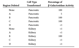 You will need to understand solved problem S4 before answering this question. A gene that is normally expressed in pancreatic cells was cloned and then subjected to promoter bashing. As shown here, four regions, labeled A-D, were individually deleted, and then the DNA was transformed into pancreatic cells or into kidney cells. a. The data shown in the following table are from this experiment (see upper right column). a. If we assume that the upstream region has one silencer and one enhancer, answer the following questions: a. Where are the silencer and enhancer located B. Why don't we detect the presence of the silencer in the pancreatic cells C. Why isn't this gene normally expressed in kidney cells Problem S4 A common approach to identify genetic sequences that play a role in the transcriptional regulation of a gene is the strategy sometimes called promoter bashing. This approach requires gene cloning methods, which are described in Chapter 20. A clone is obtained that has the coding region for a protein-encoding gene as well as the region that is upstream from the core promoter. This upstream region is likely to contain genetic regulatory elements such as enhancers and silencers. The diagram shown here depicts a cloned DNA region that contains the upstream region, the core promoter, and the coding sequence for a protein that is expressed in human liver cells. The upstream region may be several thousand base pairs in length. a. To determine if promoter bashing has an effect on transcription, it is helpful to have an easy way to measure the level of gene expression. One way to accomplish this is to swap the coding sequence of the gene of interest with the coding sequence of another gene. For, example, the coding sequence of the lacZ gene, which encodes -galactosidase, is frequently swapped because it is easy to measure the activity of -galactosidase using an assay for its enzymatic activity. The lacZ gene is called a reporter gene because its activity is easy to measure. As shown here, the coding sequence of the lacZ gene has been swapped with the coding sequence of the liver- specific gene. In this new genetic construct, the expression and transcriptional regulation of the lacZ gene are under the control of the core promoter and upstream region of the liver-specific gene. a. Now comes the bashing part of the experiment. Different segments of the upstream region are deleted, and then the DNA is transformed into living cells. In this case, the researcher would probably transform the DNA into liver cells, because those are the cells where the gene is normally expressed. The last step is to measure the -galactosidase activity in the transformed liver cells.In the diagram shown here, the upstream region and the core promoter have been divided into five regions, labeled A-E. a. One of these regions was deleted (i.e., bashed out), and the rest of the DNA segment was transformed into liver cells. The data shown here are from this experiment. a. Explain what these results mean.