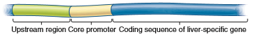 You will need to understand solved problem S4 before answering this question. A gene that is normally expressed in pancreatic cells was cloned and then subjected to promoter bashing. As shown here, four regions, labeled A-D, were individually deleted, and then the DNA was transformed into pancreatic cells or into kidney cells. a. The data shown in the following table are from this experiment (see upper right column). a. If we assume that the upstream region has one silencer and one enhancer, answer the following questions: a. Where are the silencer and enhancer located B. Why don't we detect the presence of the silencer in the pancreatic cells C. Why isn't this gene normally expressed in kidney cells Problem S4 A common approach to identify genetic sequences that play a role in the transcriptional regulation of a gene is the strategy sometimes called promoter bashing. This approach requires gene cloning methods, which are described in Chapter 20. A clone is obtained that has the coding region for a protein-encoding gene as well as the region that is upstream from the core promoter. This upstream region is likely to contain genetic regulatory elements such as enhancers and silencers. The diagram shown here depicts a cloned DNA region that contains the upstream region, the core promoter, and the coding sequence for a protein that is expressed in human liver cells. The upstream region may be several thousand base pairs in length. a. To determine if promoter bashing has an effect on transcription, it is helpful to have an easy way to measure the level of gene expression. One way to accomplish this is to swap the coding sequence of the gene of interest with the coding sequence of another gene. For, example, the coding sequence of the lacZ gene, which encodes -galactosidase, is frequently swapped because it is easy to measure the activity of -galactosidase using an assay for its enzymatic activity. The lacZ gene is called a reporter gene because its activity is easy to measure. As shown here, the coding sequence of the lacZ gene has been swapped with the coding sequence of the liver- specific gene. In this new genetic construct, the expression and transcriptional regulation of the lacZ gene are under the control of the core promoter and upstream region of the liver-specific gene. a. Now comes the bashing part of the experiment. Different segments of the upstream region are deleted, and then the DNA is transformed into living cells. In this case, the researcher would probably transform the DNA into liver cells, because those are the cells where the gene is normally expressed. The last step is to measure the -galactosidase activity in the transformed liver cells.In the diagram shown here, the upstream region and the core promoter have been divided into five regions, labeled A-E. a. One of these regions was deleted (i.e., bashed out), and the rest of the DNA segment was transformed into liver cells. The data shown here are from this experiment. a. Explain what these results mean.