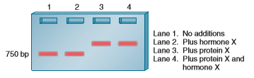 A gel retardation assay can be used to determine if a protein binds to a segment of DNA. When a segment of DNA is bound by a protein, its mobility will be retarded, and the DNA band will appear higher in the gel. In the gel retardation assay shown here, a cloned gene fragment that is 750 bp in length contains a regulatory element that is recognized by a transcription factor called protein X. Previous experiments have shown that the presence of hormone X results in transcriptional activation by protein X. The results of a gel retardation assay are shown here.    a. Explain the action of hormone X.