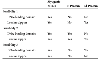 Transcription factors such as the glucocorticoid receptor and the CREB protein form homodimers and activate transcription. Other transcription factors form heterodimers. For example, a transcription factor known as myogenic bHLH forms a heterodimer with a protein called the E protein. This heterodimer activates the transcription of genes that promote muscle cell differentiation. However, when myogenic bHLH forms a heterodimer with a protein called the Id protein, transcriptional activation does not occur. (Note: Id stands for Inhibitor of differentiation.) Which of the following possibilities best explains this observation Only one possibility is correct.  
