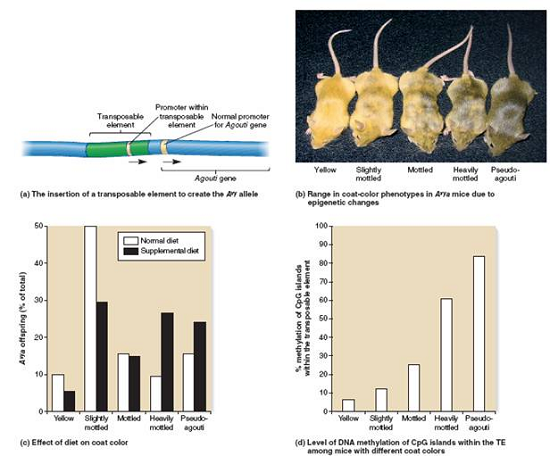 In the experiments described in Figure 16.7, explain the relationship between coat color and DNA methylation. How is coat color related to the diet of the mother Figure 16.7 Dietary effects on coat color in mice. (a) A mutation in the Agouti gene, designated A vy , is caused by the insertion of a TE upstream from the normal Agouti promoter. The TE promoter is very active and causes the overexpression of the Agouti gene. (b) Mice carrying the A vy allele exhibit a range of phenotypes. The mice shown here are heterozygotes, A vy a ; they carry the mutant A vy allele and a loss-of-function allele ( a ). (c) Effects of diet supplementation on coat color. White bars represent offspring from females given a normal diet and black bars represent offspring from females given a supplemented diet. (d) DNA methylation patterns among mice with different coat colors. The samples to determine DNA methylation were obtained from cells in the tail.