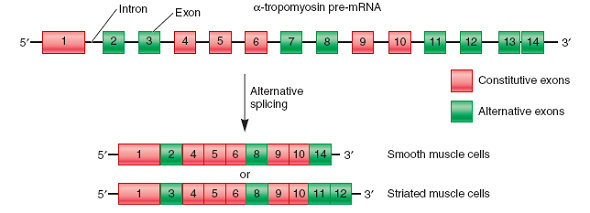 Figure 16.8 shows the products of alternative splicing for the -tropomyosin pre-mRNA. Let's suppose that smooth muscle cells produce splicing factors that are not produced in other cell types. Explain where you think such splicing factors bind and how they influence the splicing of the -tropomyosin pre-mRNA.FIGURE 16.8 Alternative ways that the rat -tropomyosin pre-mRNA can be spliced. The top part of this figure depicts the structure of the rat -tropomyosin pre-mRNA. Exons are shown as colored boxes, and introns are illustrated as connecting black lines. The lower part of the figure depicts the mature mRNA of smooth and striated muscle cells. The constitutive exons (red) are found in the mature -tropomyosin mRNAs in all cell types. Alternative exons are also found in mRNAs but they vary from one cell type to another. Though exon 8 in this figure is found in both mature mRNAs, it is considered an alternative exon because it is not found in the mature -tropomyosin mRNAs of some other cell types.