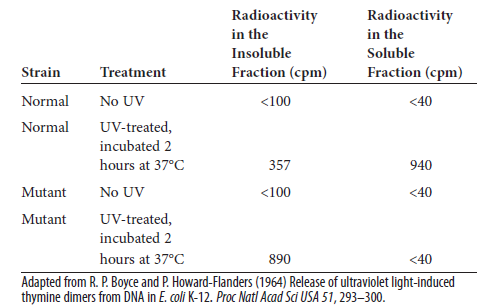 Richard Boyce and Paul Howard-Flanders conducted an experiment that provided biochemical evidence that thymine dimers are removed from DNA by a DNA repair system. In their studies, bacterial DNA was radiolabeled so the amount of radioactivity reflected the amount of thymine dimers. The DNA was then subjected to UV light, causing the formation of thymine dimers. When radioactivity was found in the soluble fraction, thymine dimers had been excised from the DNA by a DNA repair system. But when the radioactivity was in the insoluble fraction, the thymine dimers had been retained within the DNA. The following table illustrates some of their results involving a normal strain of E. coli and a mutant strain that was very sensitive to killing by UV light:     a. Explain the results found in this table. Why is the mutant strain sensitive to UV light