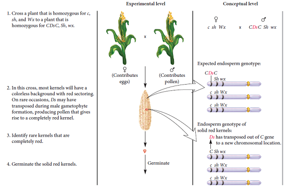 As discussed in the experiment of Figure 19.9, the presence of a transposon can create a mutable site or locus that is subject to frequent chromosome breakage. Why do you think a transposon creates a mutable site If chromosome breakage occurs, do you think the transposon has moved somewhere else How would you experimentally determine if it has FIGURE 19.9 Evidence for transposable elements in corn. Starting material: The plant contributing the female gamete was homozygous for a chromosome carrying c sh Wx. The male pollen of the corn plant was homozygous for a chromosome in which the Ds element had moved into the C gene: CDsC Sh wx.