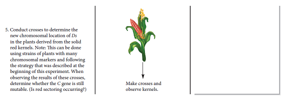 As discussed in the experiment of Figure 19.9, the presence of a transposon can create a mutable site or locus that is subject to frequent chromosome breakage. Why do you think a transposon creates a mutable site If chromosome breakage occurs, do you think the transposon has moved somewhere else How would you experimentally determine if it has FIGURE 19.9 Evidence for transposable elements in corn. Starting material: The plant contributing the female gamete was homozygous for a chromosome carrying c sh Wx. The male pollen of the corn plant was homozygous for a chromosome in which the Ds element had moved into the C gene: CDsC Sh wx.