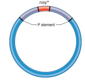 Gerald Rubin and Allan Spradling devised a method of introducing a transposon into Drosophila. This approach has been important for the transposon tagging of many Drosophila genes. They began with a P element that had been cloned on a plasmid. (Note: Methods of cloning are described in Chapter 20.) Using cloning methods, they inserted the wild-type allele for the rosy gene into the P element in this plasmid. The recessive allele, rosy , results in a rosy eye color, while the wild-type allele, rosy + , produces red eyes. This plasmid also has an intact transposase gene. The cloned DNA is shown here. a. They used a micropipette to inject this DNA into regions of embryos that would later become reproductive cells. These embryos were originally homozygous for the recessive rosy allele. However, the P element carrying the rosy + allele could hop out of the plasmid and into a chromosome of the cells that were destined to become germ cells (i.e., sperm or egg cells). After they had matured to adults, these flies were then mated to flies that were homozygous for the recessive rosy allele. If offspring inherited a chromosome carrying the P element with the rosy + gene, such offspring would have red eyes. Therefore, the phenotype of red eyes provided a way to identify offspring that had a P element insertion.Now here is the question. Let's suppose you were interested in identifying genes that play a role in wing development. Outline the experimental steps you would follow, using the plasmid with the P element containing the rosy + gene, as a way to transposon tag genes that play a role in wing development. Note: You should assume that the inactivation of a gene involved in wing development would cause an abnormality in wing shape. Also keep in mind that most P element insertions inactivate genes and may be inherited in a recessive manner.