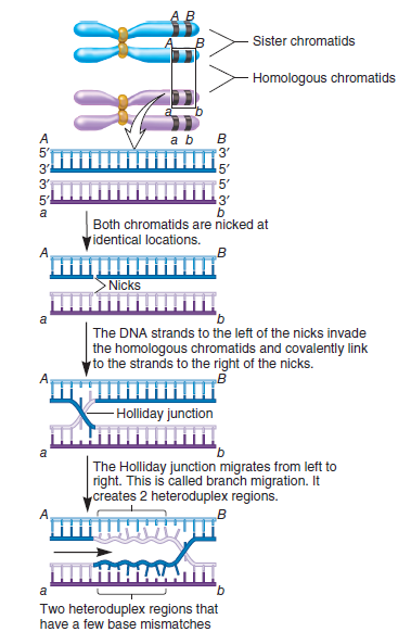 In the Holliday model for homologous recombination (see Figure 19.2), the resolution steps can produce recombinant or nonrecombinant chromosomes. Explain how this can occur.FIGURE 19.2 The Holliday model for homologous recombination. The Holliday model is adapted from Holliday R. (1964) A mechanism for gene conversion in fungi. Genet Res 5, 282-304.          