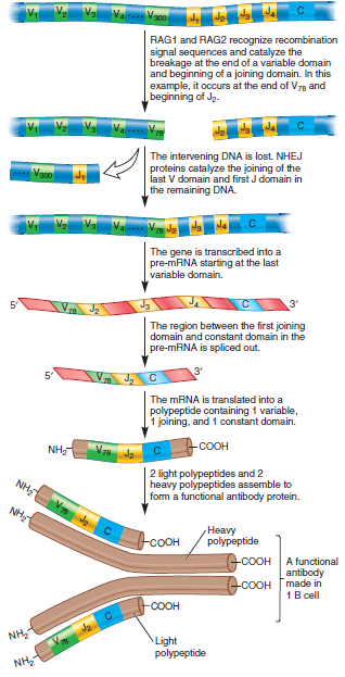 According to the scenario shown in Figure 19.7, how many segments of DNA (one, two, or three) are removed during site-specific recombination within the gene that encodes the (kappa) light chain for IgG proteins How many segments are spliced out of the pre-mRNA FIGURE 19.7 Site-specific recombination within the precursor gene that encodes the light chain for immunoglobulin G (IgG) proteins