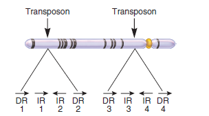 Solved problem S2 illustrates the consequences of crossing over between the direct and inverted repeats within a single TE. The drawing here shows the locations of two copies of the same TE within a single chromosome. The chromosome is depicted according to its G banding pattern. (Note: G bands are illustrated in Figure 8.1.) The direct and inverted repeats are labeled 1, 2, 3, and 4, from left to right. a. Draw the end result of recombination between the following sequences. Your drawing should include the banding pattern of the resulting chromosome a. DR-1 and DR-4 B. IR-1 and IR-4 FIGURE 8.1 Features of normal chromosomes. (a) Micrographs of chromosomes from a human, a fruit fly, and corn. (b) A comparison of centromeric locations. Centromeres can be metacentric, submetacentric, acrocentric (near one end), or telocentric (at the end). (c) Human chromosomes that have been stained with Giemsa. This micrograph has been colorized to more easily discern the banding patterns. (d) The conventional numbering of bands in Giemsa-stained human chromosomes. The numbering is divided into broad regions, which then are subdivided into smaller regions. The numbers increase as the region gets farther away from the centromere. For example, if you take a look at the left chromatid of chromosome 1, the uppermost dark band is at a location designated p35. The banding patterns of chromatids change as the chromatids condense. The left chromatid of each pair of sister chromatids shows the banding pattern of a chromatid in metaphase, and the right side shows the banding pattern as it would appear in prometaphase. Note: In prometaphase, the chromatids are less compacted than in metaphase. a. Problem S2 Recombination involves the pairing of identical or similar sequences, followed by crossing over and the resolution of the intertwined helices. On rare occasions, the direct repeats or the inverted repeats within a single TE can align and undergo homologous recombination. What are the consequences when the direct repeats recombine What are the consequences when the inverted repeats recombine