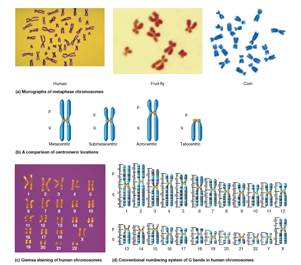 Solved problem S2 illustrates the consequences of crossing over between the direct and inverted repeats within a single TE. The drawing here shows the locations of two copies of the same TE within a single chromosome. The chromosome is depicted according to its G banding pattern. (Note: G bands are illustrated in Figure 8.1.) The direct and inverted repeats are labeled 1, 2, 3, and 4, from left to right. a. Draw the end result of recombination between the following sequences. Your drawing should include the banding pattern of the resulting chromosome a. DR-1 and DR-4 B. IR-1 and IR-4 FIGURE 8.1 Features of normal chromosomes. (a) Micrographs of chromosomes from a human, a fruit fly, and corn. (b) A comparison of centromeric locations. Centromeres can be metacentric, submetacentric, acrocentric (near one end), or telocentric (at the end). (c) Human chromosomes that have been stained with Giemsa. This micrograph has been colorized to more easily discern the banding patterns. (d) The conventional numbering of bands in Giemsa-stained human chromosomes. The numbering is divided into broad regions, which then are subdivided into smaller regions. The numbers increase as the region gets farther away from the centromere. For example, if you take a look at the left chromatid of chromosome 1, the uppermost dark band is at a location designated p35. The banding patterns of chromatids change as the chromatids condense. The left chromatid of each pair of sister chromatids shows the banding pattern of a chromatid in metaphase, and the right side shows the banding pattern as it would appear in prometaphase. Note: In prometaphase, the chromatids are less compacted than in metaphase. a. Problem S2 Recombination involves the pairing of identical or similar sequences, followed by crossing over and the resolution of the intertwined helices. On rare occasions, the direct repeats or the inverted repeats within a single TE can align and undergo homologous recombination. What are the consequences when the direct repeats recombine What are the consequences when the inverted repeats recombine