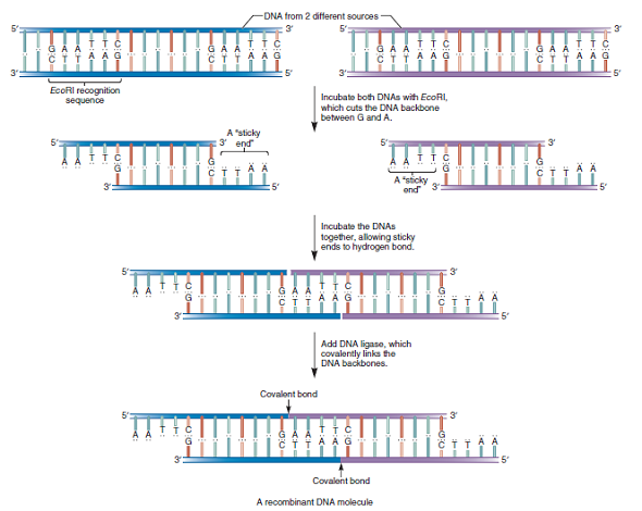 Table 20.3 describes the cleavage sites of five different restriction enzymes. After these restriction enzymes have cleaved the DNA, four of them produce sticky ends that can hydrogen bond with complementary sticky ends, as shown in Figure 20.1. The efficiency of sticky ends binding together depends on the number of hydrogen bonds; more hydrogen bonds makes the ends stickier and more likely to stay attached. Rank these four restriction enzymes in Table 20.3 (from best to worst) with regard to the efficiency of their sticky ends binding to each other.Table 20.3 Some Restriction Enzymes Used in Gene Cloning a. FIGURE 20.1 The action of a restriction enzyme and the production of recombinant DNA. The restriction enzyme Eco RI binds to a specific sequence, in this case 5 -GAATTC-3 . It then cleaves the DNA backbone between G and A, producing DNA fragments. The single-stranded ends of different DNA fragments can hydrogen bond with each other, because they have complementary sequences. The enzyme DNA ligase then catalyzes the formation of covalent bonds in the DNA backbones of the fragments.