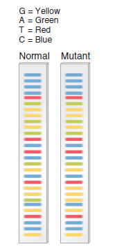 DNA sequencing can help us to identify mutations within genes. The following data are derived from an experiment in which a normal gene and a mutant gene have been sequenced: a. Locate and describe the mutation.