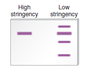 Let's suppose you have recently cloned a gene, which we will call gene X , from corn. You use a labeled DNA strand from this cloned gene to probe genomic DNA from corn in a Southern blot experiment under conditions of low and high stringency. The following results were obtained: a. What do these results mean