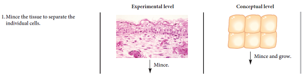 Let's suppose an X-linked gene in mice exists as two alleles, which we will call B and b. X-chromosome inactivation, a process in which one X chromosome is turned off, occurs in the somatic cells of female mammals (see Chapter 5). Allele B encodes an mRNA that is 900 nucleotides long, whereas allele b contains a small deletion that shortens the mRNA to a length of 825 nucleotides. Draw the expected results of a Northern blot using mRNA isolated from somatic tissue of the following mice: Lane 1. mRNA from an X b Y male mouse Lane 2. mRNA from an X b X b female mouse Lane 3. mRNA from an X B X b female mouse. Note: The sample taken from the female mouse is not from a clone of cells. It is from a tissue sample, like the one shown at the beginning of the experiment of Figure 5.6.FIGURE 5.6 Evidence that adult female mammals contain one X chromosome that has been permanently inactivated. Starting material: Several small skin samples taken from a woman who was heterozygous for the fast and slow alleles of G-6-PD.