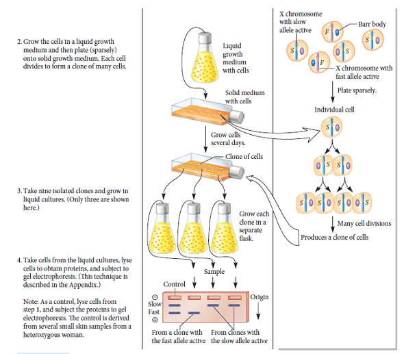 Let's suppose an X-linked gene in mice exists as two alleles, which we will call B and b. X-chromosome inactivation, a process in which one X chromosome is turned off, occurs in the somatic cells of female mammals (see Chapter 5). Allele B encodes an mRNA that is 900 nucleotides long, whereas allele b contains a small deletion that shortens the mRNA to a length of 825 nucleotides. Draw the expected results of a Northern blot using mRNA isolated from somatic tissue of the following mice: Lane 1. mRNA from an X b Y male mouse Lane 2. mRNA from an X b X b female mouse Lane 3. mRNA from an X B X b female mouse. Note: The sample taken from the female mouse is not from a clone of cells. It is from a tissue sample, like the one shown at the beginning of the experiment of Figure 5.6.FIGURE 5.6 Evidence that adult female mammals contain one X chromosome that has been permanently inactivated. Starting material: Several small skin samples taken from a woman who was heterozygous for the fast and slow alleles of G-6-PD.