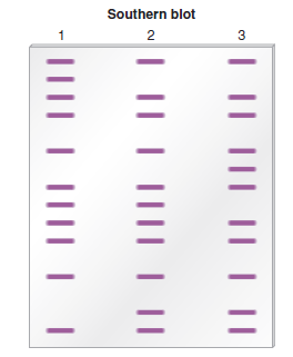 Southern blotting can be used to detect the presence of repetitive sequences, such as transposable elements, that are present in multiple copies within the chromosomal DNA of an organism. (Note: Transposable elements are described in Chapter 19.) In the Southern blot shown here, chromosomal DNA was isolated from three different strains of baker's yeast, digested with a restriction enzyme, run on a gel, blotted, and then labeled with a probe that is complementary to a transposable element called the Ty element. a. Explain, in a general way, why the banding patterns are not the same in lanes 1, 2, and 3.