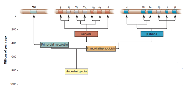 In Chapter 8, Figure 8.7 describes the evolution of the globin gene family. All genes in this family are homologous to each other, though the degree of sequence similarity varies depending on the time of divergence. Genes that have diverged more recently have sequences that are more similar. For example, the 1 and 2 genes have DNA sequences that are more similar to each other than to the 1 and genes. In a Southern blotting experiment, the degree of sequence similarity can be discerned by varying the stringency of hybridization. At high temperature (i.e., high stringency), the probe recognizes genes that are only a perfect or very close match. At a lower temperature, however, homologous genes with lower degrees of similarities can be detected because slight mismatches are tolerated. If a Southern blot was conducted on a sample of human chromosomal DNA and a probe was used that was a perfect match to the -globin gene, rank the following genes (from those that are detected at high stringency down to those that are only detected at low stringency) as they would appear in a Southern blot experiment: Mb , 1 , , A , , and .FIGURE 8.7 The evolution of the globin gene family in humans. The globin gene family evolved from a single ancestral globin gene. The first gene duplication produced two genes, one that encodes myoglobin (on chromosome 22) and a primordial hemoglobin gene that duplicated several times to produce several -chain and -chain genes, which are found on chromosomes 16 and 11, respectively. The four genes shown in gray are nonfunctional pseudogenes.  