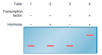 A cloned gene fragment contains a regulatory element that is recognized by a regulatory transcription factor. Previous experiments have shown that the presence of a hormone results in transcriptional activation by this transcription factor. To study this effect, you conduct a gel retardation assay and obtain the following results:     a. Explain the action of the hormone.