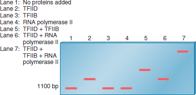 A gel retardation assay can be used to study the binding of proteins to a segment of DNA. In the experiment shown here, a gel retardation assay was used to examine the requirements for the binding of RNA polymerase II (from eukaryotic cells) to the promoter of a protein-encoding gene. The assembly of general transcription factors and RNA polymerase II at the core promoter is described in Chapter 12 (Figure 12.14). In this experiment, the segment of DNA containing a promoter sequence was 1100 bp in length. The fragment was mixed with various combinations of proteins and then subjected to a gel retardation assay.    a. Explain which proteins (TFIID, TFIIB, or RNA polymerase II) are able to bind to this DNA fragment by themselves. Which transcription factors (i.e., TFIID or TFIIB) are needed for the binding of RNA polymerase II  FIGURE 12.14 Steps leading to the formation of the open complex. The DNA is first denatured at the TATA box to form an open complex. In this diagram, the open complex has moved to the transcriptional start site, which is usually about 25 bp away from the TATA box.      