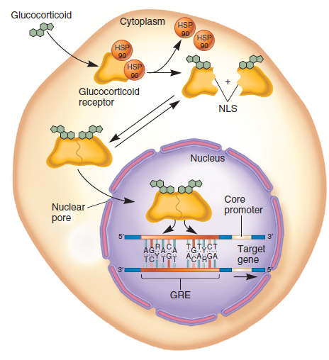 As described in Chapter 15 (Figures 15.7 and 15.8), certain regulatory transcription factors bind to DNA and activate RNA polymerase II. When glucocorticoid binds to the glucocorticoid receptor (a regulatory transcription factor), this changes the conformation of the receptor and allows it ultimately to bind to the DNA. The glucocorticoid receptor binds to a DNA sequence called a glucocorticoid response element (GRE). In contrast, other regulatory transcription factors, such as the CREB protein, do not require hormone binding in order to bind to DNA. The CREB protein can bind to the DNA in the absence of any hormone, but it does not activate RNA polymerase II unless the CREB protein is phosphory-lated. (Phosphorylation is stimulated by certain hormones.) The CREB protein binds to a DNA sequence called a cAMP response element (CRE). With these ideas in mind, draw the expected results of a gel retardation assay conducted on the following samples: Lane 1. A 600-bp fragment containing a GRE, plus the glucocorticoid receptor Lane 2. A 600-bp fragment containing a GRE, plus the glucocorticoid receptor, plus glucocorticoid hormone Lane 3. A 600-bp fragment containing a GRE, plus the CREB protein Lane 4. A 700-bp fragment containing a CRE, plus the CREB protein Lane 5. A 700-bp fragment containing a CRE, plus the CREB protein, plus a hormone (such as epinephrine) that causes the phosphorylation of the CREB protein Lane 6. A 700-bp fragment containing a CRE, plus the glucocorticoid receptor, plus glucocorticoid hormone FIGURE 15.7 The action of glucocorticoid hormones. Once inside the cell, the glucocorticoid hormone binds to the glucocorticoid receptor, releasing it from a heat shock protein known as HSP90. This exposes a nuclear localization signal (NLS). Two glucocorticoid receptors then form a dimer and travel into the nucleus, where the dimer binds to a glucocorticoid response element (GRE) that is next to a particular gene. The binding of the glucocorticoid receptors to the GRE activates the transcription of the adjacent target gene. a. FIGURE 15.8 The activity of the CREB protein. An extracellular signaling molecule binds to a receptor in the plasma membrane, thereby activating a G protein, which then activates adenylylcyclase, leading to the synthesis of cAMP. Next, cAMP binds to protein kinase A, which activates it. Protein kinase A then travels into the nucleus and phosphorylates the CREB protein. Once phosphorylated, the CREB protein acts as a transcriptional activator by promoting the binding of CBP, which is a coactivator.
