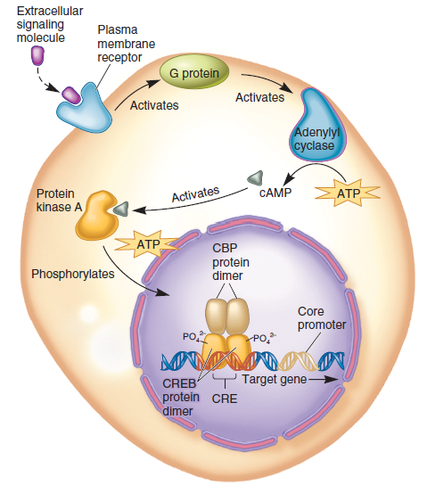 As described in Chapter 15 (Figures 15.7 and 15.8), certain regulatory transcription factors bind to DNA and activate RNA polymerase II. When glucocorticoid binds to the glucocorticoid receptor (a regulatory transcription factor), this changes the conformation of the receptor and allows it ultimately to bind to the DNA. The glucocorticoid receptor binds to a DNA sequence called a glucocorticoid response element (GRE). In contrast, other regulatory transcription factors, such as the CREB protein, do not require hormone binding in order to bind to DNA. The CREB protein can bind to the DNA in the absence of any hormone, but it does not activate RNA polymerase II unless the CREB protein is phosphory-lated. (Phosphorylation is stimulated by certain hormones.) The CREB protein binds to a DNA sequence called a cAMP response element (CRE). With these ideas in mind, draw the expected results of a gel retardation assay conducted on the following samples: Lane 1. A 600-bp fragment containing a GRE, plus the glucocorticoid receptor Lane 2. A 600-bp fragment containing a GRE, plus the glucocorticoid receptor, plus glucocorticoid hormone Lane 3. A 600-bp fragment containing a GRE, plus the CREB protein Lane 4. A 700-bp fragment containing a CRE, plus the CREB protein Lane 5. A 700-bp fragment containing a CRE, plus the CREB protein, plus a hormone (such as epinephrine) that causes the phosphorylation of the CREB protein Lane 6. A 700-bp fragment containing a CRE, plus the glucocorticoid receptor, plus glucocorticoid hormone FIGURE 15.7 The action of glucocorticoid hormones. Once inside the cell, the glucocorticoid hormone binds to the glucocorticoid receptor, releasing it from a heat shock protein known as HSP90. This exposes a nuclear localization signal (NLS). Two glucocorticoid receptors then form a dimer and travel into the nucleus, where the dimer binds to a glucocorticoid response element (GRE) that is next to a particular gene. The binding of the glucocorticoid receptors to the GRE activates the transcription of the adjacent target gene. a. FIGURE 15.8 The activity of the CREB protein. An extracellular signaling molecule binds to a receptor in the plasma membrane, thereby activating a G protein, which then activates adenylylcyclase, leading to the synthesis of cAMP. Next, cAMP binds to protein kinase A, which activates it. Protein kinase A then travels into the nucleus and phosphorylates the CREB protein. Once phosphorylated, the CREB protein acts as a transcriptional activator by promoting the binding of CBP, which is a coactivator.