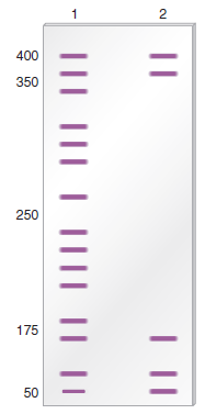 In the technique of DNase I footprinting, the binding of a protein to a region of DNA protects that region from digestion by DNase I by blocking the ability of DNase I to gain access to the DNA. In the DNase I footprinting experiment shown here, a researcher began with a sample of cloned DNA 400 bp in length. This DNA contained a eukaryotic promoter for RNA polymerase II. The assembly of general transcription factors and RNA polymerase II at the core promoter is described in Chapter 12 (see Figure 12.14). For the sample loaded in lane 1, no proteins were added. For the sample loaded in lane 2, the 400-bp fragment was mixed with RNA polymerase II plus TFIID and TFIIB. a. Which region of this 400-bp fragment of DNA is bound by RNA polymerase II and TFIID and TFIIB FIGURE 12.14 Steps leading to the formation of the open complex. The DNA is first denatured at the TATA box to form an open complex. In this diagram, the open complex has moved to the transcriptional start site, which is usually about 25 bp away from the TATA box.