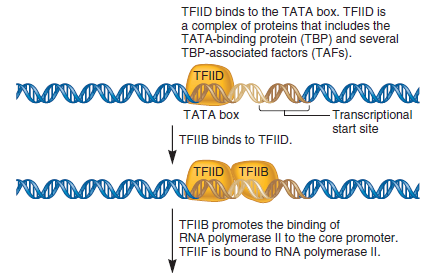 In the technique of DNase I footprinting, the binding of a protein to a region of DNA protects that region from digestion by DNase I by blocking the ability of DNase I to gain access to the DNA. In the DNase I footprinting experiment shown here, a researcher began with a sample of cloned DNA 400 bp in length. This DNA contained a eukaryotic promoter for RNA polymerase II. The assembly of general transcription factors and RNA polymerase II at the core promoter is described in Chapter 12 (see Figure 12.14). For the sample loaded in lane 1, no proteins were added. For the sample loaded in lane 2, the 400-bp fragment was mixed with RNA polymerase II plus TFIID and TFIIB. a. Which region of this 400-bp fragment of DNA is bound by RNA polymerase II and TFIID and TFIIB FIGURE 12.14 Steps leading to the formation of the open complex. The DNA is first denatured at the TATA box to form an open complex. In this diagram, the open complex has moved to the transcriptional start site, which is usually about 25 bp away from the TATA box.