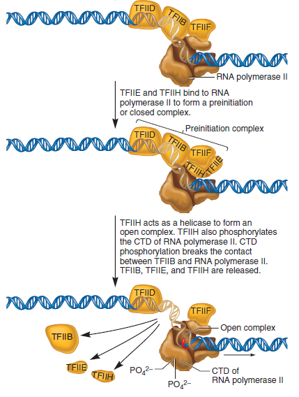 In the technique of DNase I footprinting, the binding of a protein to a region of DNA protects that region from digestion by DNase I by blocking the ability of DNase I to gain access to the DNA. In the DNase I footprinting experiment shown here, a researcher began with a sample of cloned DNA 400 bp in length. This DNA contained a eukaryotic promoter for RNA polymerase II. The assembly of general transcription factors and RNA polymerase II at the core promoter is described in Chapter 12 (see Figure 12.14). For the sample loaded in lane 1, no proteins were added. For the sample loaded in lane 2, the 400-bp fragment was mixed with RNA polymerase II plus TFIID and TFIIB. a. Which region of this 400-bp fragment of DNA is bound by RNA polymerase II and TFIID and TFIIB FIGURE 12.14 Steps leading to the formation of the open complex. The DNA is first denatured at the TATA box to form an open complex. In this diagram, the open complex has moved to the transcriptional start site, which is usually about 25 bp away from the TATA box.