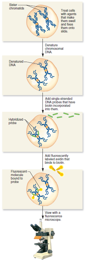 Figure 22.2 describes the technique of FISH. Why is it necessary to fix the cells (and the chromosomes inside of them) to the slides What does it mean to fix them Why is it necessary to denature the chromosomal DNA FIGURE 22.2 The technique of fluorescence in situ hybridization (FISH). The probe hybridizes to the denatured chromosomal DNA only at specific, complementary sites in the genome. Note that the chromosomes are highly condensed metaphase chromosomes that have already replicated. These are sister chromatids. Therefore, each X-shaped chromosome actually contains two copies of a particular gene. Because the sister chromatids are identical, a probe that recognizes one sister chromatid will also bind to the other.