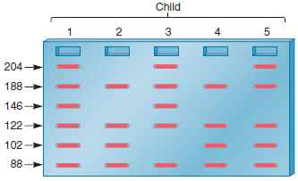 A woman has been married to two different men and produced five children. This group is analyzed with regard to three different STSs: STS-1 is 146 and 122 bp; STS-2 is 102 and 88 bp; and STS-3 is 188 and 204 bp. The mother is homozygous for all three STSs: STS-1 = 122, STS-2 = 88, and STS-3 = 188. Father 1 is homozygous for STS-1 = 122 and STS-2 = 102, and heterozygous for STS-3 = 188/204. Father 2 is heterozygous for STS-1 = 122/146, STS-2 = 88/102, and homozygous for STS-3 = 204. The five children have the following results:     a. Which children can you definitely assign to father 1 or father 2