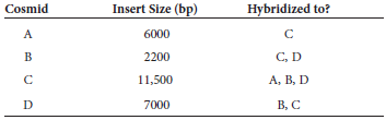 Four cosmid clones, which we will call cosmid A, B, C, and D, were subjected to a Southern blot in pairwise combinations. The insert size of each cosmid was also analyzed. The following results were obtained:     a. Draw a map that shows the order of the inserts within these four cosmids.