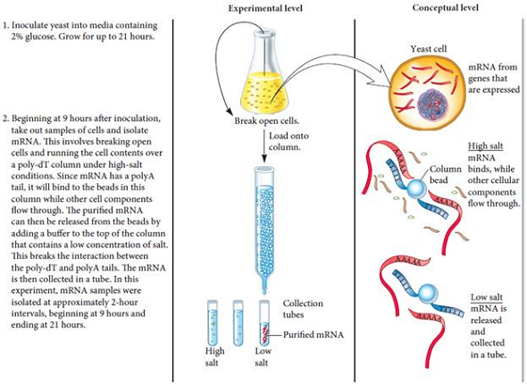 In the experiment of Figure 23.2, explain how the ratio of red-to-green fluorescence provides information regarding gene regulation.FIGURE 23.2 The use of a DNA microarray to study carbohydrate metabolism in yeast. Starting material: A commonly used strain of Saccharomyces cerevisiae (baker's yeast) was used in this study. The researchers had made a DNA microarray containing (nearly) all of the known yeast genes.
