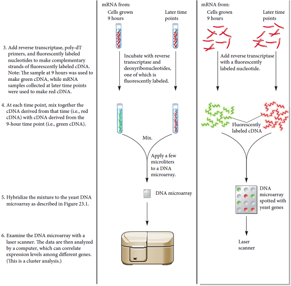 In the experiment of Figure 23.2, explain how the ratio of red-to-green fluorescence provides information regarding gene regulation.FIGURE 23.2 The use of a DNA microarray to study carbohydrate metabolism in yeast. Starting material: A commonly used strain of Saccharomyces cerevisiae (baker's yeast) was used in this study. The researchers had made a DNA microarray containing (nearly) all of the known yeast genes.