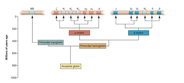 See solved problem S1 before answering this question. Based on the sequence alignment in Figure 23.10, what is/are the most probable time(s) that mutations occurred in the human globin gene family to produce the following amino acid differences  a. His-119 and Arg-119 B. Gly-121 and Pro-121 C. Glu-103, Val-103, and Ala-103 Solved Problem S1  To answer this question, you will need to look back at the evolution of the globin gene family, which is shown in Chapter 8, Figure 8.7. Throughout the evolution of this gene family, mutations have occurred that have resulted in globin polypeptides with similar but significantly different amino acid sequences. If we look at the sequence alignment in Figure 23.10, we can make logical guesses regarding the timing of mutations, based on a comparison of the amino acid sequences of family members. What is/are the most probable time(s) that mutations occurred to produce the following amino acid differences Note: You need to examine the alignment in Figure 23.10 and the evolutionary time scale in Figure 8.7 to answer this question a. Val-111 and Cys-111 B. Met-112 and Leu-112 C. Ser-141, Asn-141, Ile-141, and Thr-141 FIGURE 8.7 The evolution of the globin gene family in humans. The globin gene family evolved from a single ancestral globin gene. The first gene duplication produced two genes, one that encodes myoglobin (on chromosome 22) and a primordial hemoglobin gene that duplicated several times to produce several -chain and -chain genes, which are found on chromosomes 16 and 11, respectively. The four genes shown in gray are nonfunctional pseudogenes.    a. FIGURE 23.10 A multiple sequence alignment among selected members of the globin gene family in humans.    