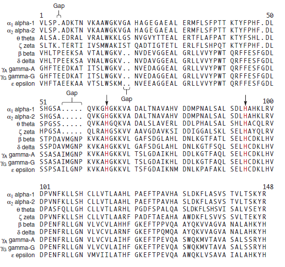 See solved problem S1 before answering this question. Based on the sequence alignment in Figure 23.10, what is/are the most probable time(s) that mutations occurred in the human globin gene family to produce the following amino acid differences  a. His-119 and Arg-119 B. Gly-121 and Pro-121 C. Glu-103, Val-103, and Ala-103 Solved Problem S1  To answer this question, you will need to look back at the evolution of the globin gene family, which is shown in Chapter 8, Figure 8.7. Throughout the evolution of this gene family, mutations have occurred that have resulted in globin polypeptides with similar but significantly different amino acid sequences. If we look at the sequence alignment in Figure 23.10, we can make logical guesses regarding the timing of mutations, based on a comparison of the amino acid sequences of family members. What is/are the most probable time(s) that mutations occurred to produce the following amino acid differences Note: You need to examine the alignment in Figure 23.10 and the evolutionary time scale in Figure 8.7 to answer this question a. Val-111 and Cys-111 B. Met-112 and Leu-112 C. Ser-141, Asn-141, Ile-141, and Thr-141 FIGURE 8.7 The evolution of the globin gene family in humans. The globin gene family evolved from a single ancestral globin gene. The first gene duplication produced two genes, one that encodes myoglobin (on chromosome 22) and a primordial hemoglobin gene that duplicated several times to produce several -chain and -chain genes, which are found on chromosomes 16 and 11, respectively. The four genes shown in gray are nonfunctional pseudogenes.    a. FIGURE 23.10 A multiple sequence alignment among selected members of the globin gene family in humans.    