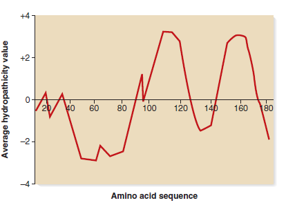 Membrane proteins often have transmembrane regions that span the membrane in an -helical conformation. These transmembrane segments are about 20 amino acids long and usually contain amino acids with nonpolar (i.e., hydrophobic) amino acid side chains. Researchers can predict whether a polypeptide sequence has transmembrane segments based on the occurrence of segments that contain 20 nonpolar amino acids. To do so, each amino acid is assigned a hydropathy value, based on the chemistry of its amino acid side chain. Amino acids with very nonpolar side chains are given a high (positive) value, whereas amino acids that are charged and/or polar are given low (negative) values. The hydropathy values usually range from about +4 to -4.Computer programs have been devised that scan the amino acid sequence of a polypeptide and calculate values based on the hydropathy values of the amino acid side chains. The program usually scans a window of seven amino acids and assigns an average hydropathy value. For example, the program would scan amino acids 1-7 and give an average value, then it would scan 2-8 and give a value, then it would scan 3-9 and give a value, and so on, until it reached the end of the polypeptide sequence (i.e., until it reached the carboxyl-terminus).The program then produces a figure, known as a hydropathy plot, which describes the average hydropathy values throughout the entire polypeptide sequence. An example of a hydropathy plot is shown here.    a. How many transmembrane segments are likely in this polypeptide  B. Draw the structure of this polypeptide if it were embedded in the plasma membrane. Assume that the amino terminus is found in the cytoplasm of the cell.