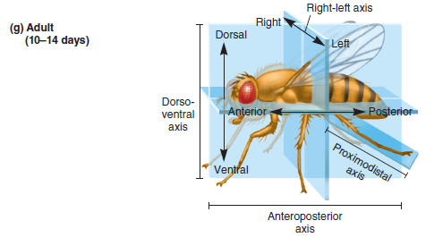 The arrangement of body axes of the fruit fly are shown in Figure 25.5g. Are the following statements true or false with regard to body axes in the mouse  a. Along the anteroposterior axis, the head is posterior to the tail b. Along the dorsoventral axis, the vertebrae of the back are dorsal to the stomach c. Along the dorsoventral axis, the feet are dorsal to the hips d. Along the proximodistal axis, the feet on the hind legs are distal to the upper parts of the hind legs.FIGURE 25.5 Developmental stages of the fruit fly Drosophila. (g) Adult.  