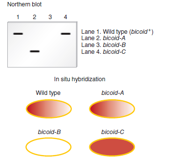 Two techniques commonly used to study the expression patterns of genes that play a role in development are Northern blotting and in situ hybridization. As described in Chapter 20, Northern blotting is used to detect RNA that is transcribed from a particular gene. In this method, a specific RNA is detected by using a short segment of cloned DNA as a probe. The DNA probe, which is labeled, is complementary to the RNA that the researcher wishes to detect. After the probe DNA binds to the RNA within a blot of a gel, the RNA is visualized as a labeled band on a nylon membrane. For example, a DNA probe that is complementary to the bicoid mRNA could be used to specifically detect the amount and size of the mRNA in a blot.A second technique, termed fluorescence in situ hybridization (FISH), is used to identify the locations of genes on chromosomes. This technique is also used to locate gene products within oocytes, embryos, and larvae. For this reason, it has been commonly used by developmental geneticists to understand the expression patterns of genes during development. The micrograph in Figure 25.8b is derived from the application of the FISH technique. In this case, the probe was complementary to bicoid mRNA.Now here is the question. Suppose a researcher has three different Drosophila strains that have loss-of-function mutations in the bicoid gene. We will call them bicoid-A, bicoid-B, and bicoid-C; the wild type is designated bicoid +. To study these mutations, phenotypically normal female flies that are homozygous for the bicoid mutation were obtained, and their oocytes were analyzed using these two techniques. A wild-type strain was also analyzed as a control. In other words, RNA was isolated from some oocytes and analyzed by Northern blotting, and some oocytes were subjected to in situ hybridization. In both cases, the probe was complementary to the bicoid mRNA. The results are shown next. a. How can phenotypically normal female flies be homozygous for a loss-of-function allele in the bicoid gene B. Explain the type of mutation (e.g., deletion, point mutation, etc.) in each of the three strains. Explain how the mutation may cause a loss of normal function for the bicoid gene product c. Discuss how the use of both techniques provides more definitive information than the application of just one of the two techniques.FIGURE 25.8 Asymmetrical localization of gene products during oogenesis in Drosophila. ( a ) The nurse cells transport gene products into the anterior (left) end of the developing oocyte. ( b ) An in situ hybridization experiment showing that the bicoid mRNA is trapped near the anterior end of the oocyte. ( c ) The bicoid mRNA is translated into protein soon after fertilization. The location of the Bicoid protein is revealed by immunostaining using an antibody that specifically recognizes this protein.